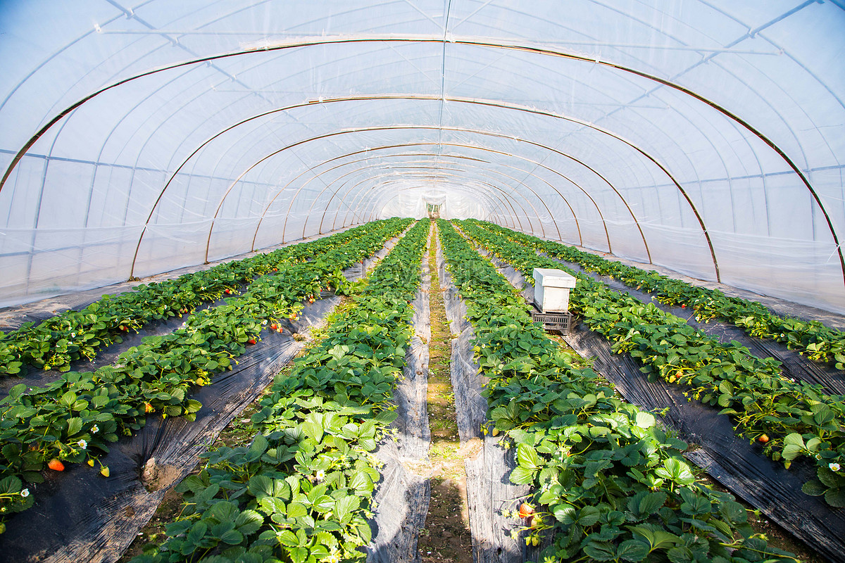 The Chief Benefits Of A Green House