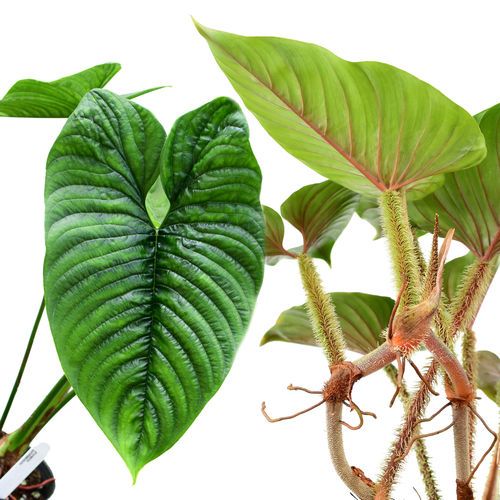 Philodendron Serpens Care ― The Complete Guide